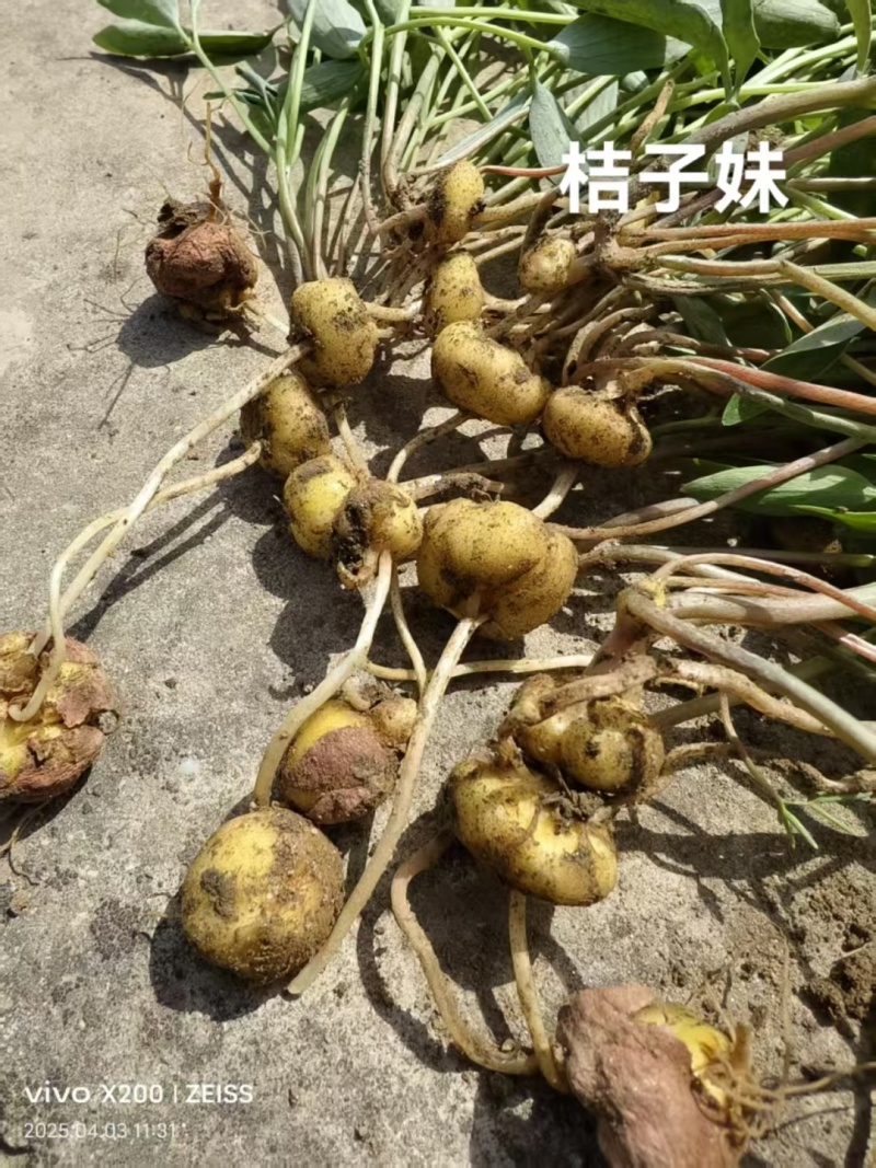 26年新元胡鲜元胡，干元胡一手货源全国发货