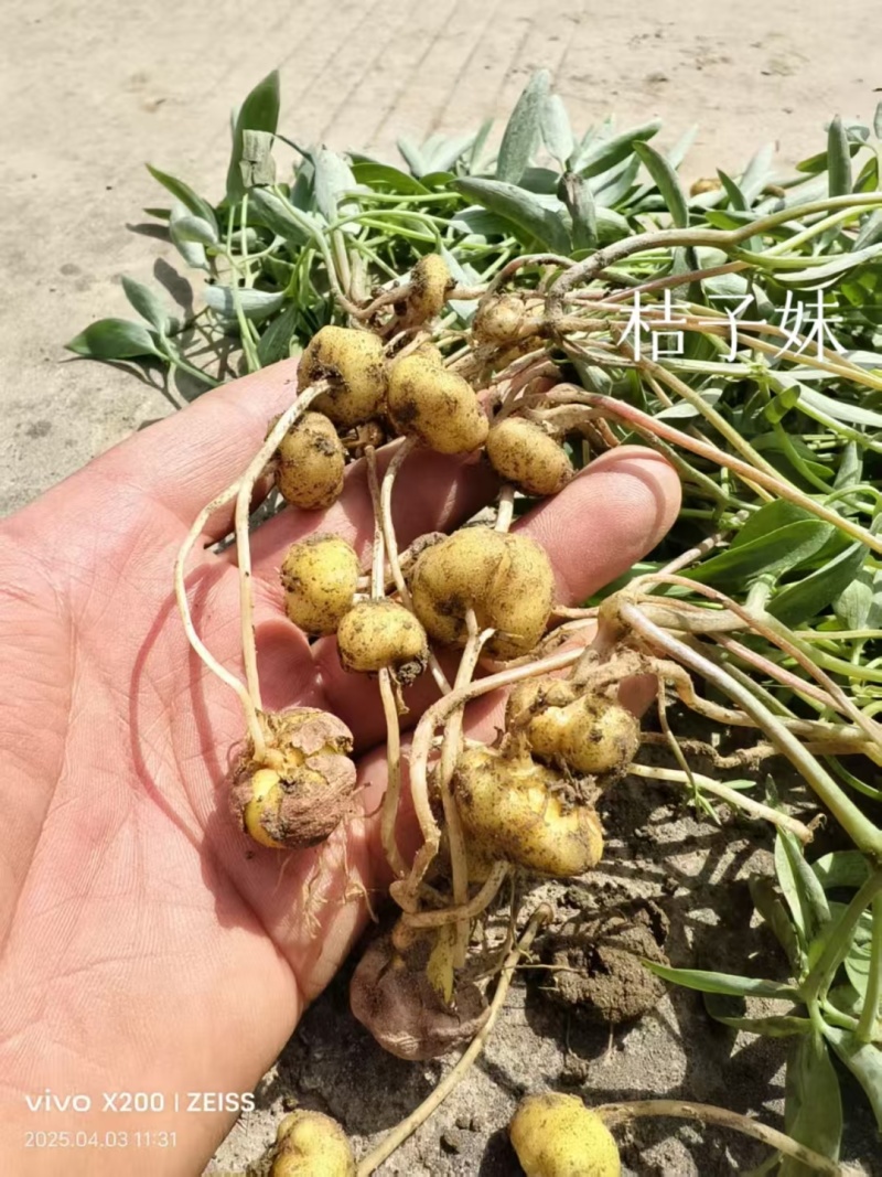 26年新元胡鲜元胡，干元胡一手货源全国发货
