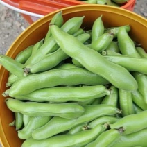 精品温州乐清，蚕豆，品蚕，大蚕豆，胡豆，