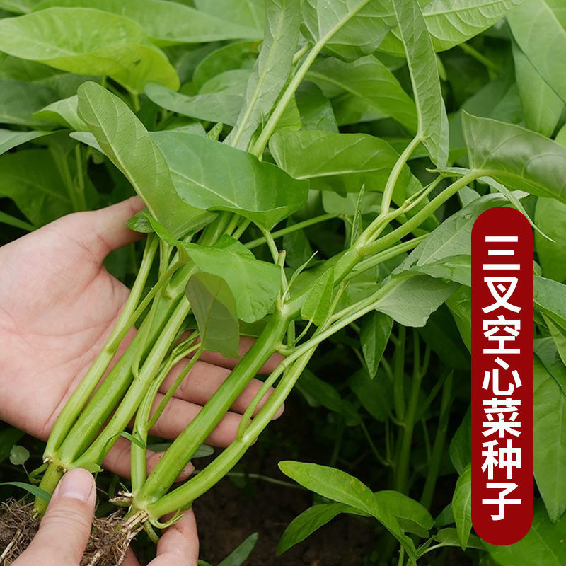 新优三叉空心菜种子抗病高产农家大田春秋四季蔬菜种孑