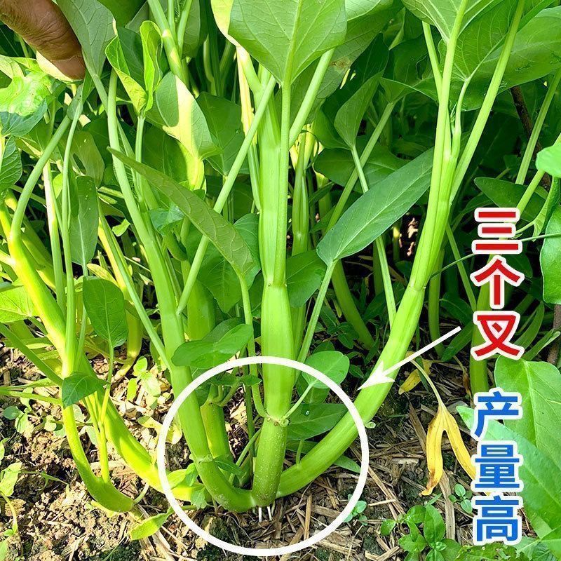 新优三叉空心菜种子抗病高产农家大田春秋四季蔬菜种孑