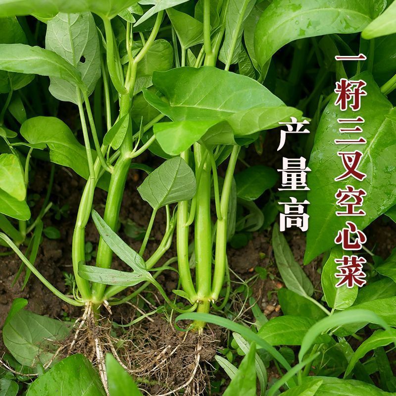 新优三叉空心菜种子抗病高产农家大田春秋四季蔬菜种孑