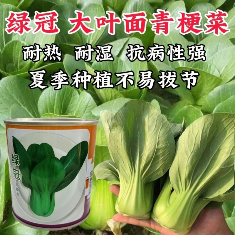 绿冠青梗菜种子大叶面圆叶高产抗病耐热耐湿抗霜霉软腐青梗菜
