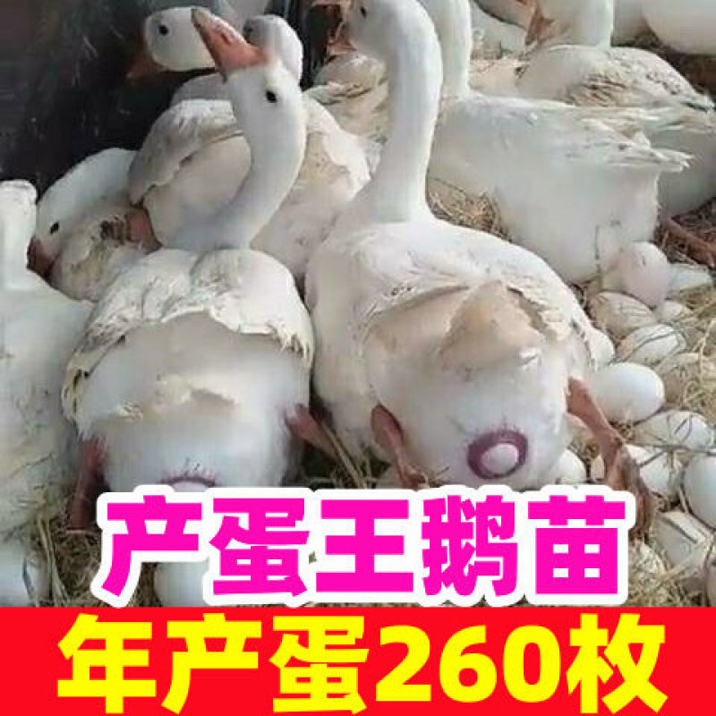 四季鹅苗泰州鹅苗大种白鹅苗品种齐全质量保证厂家直销包疫苗