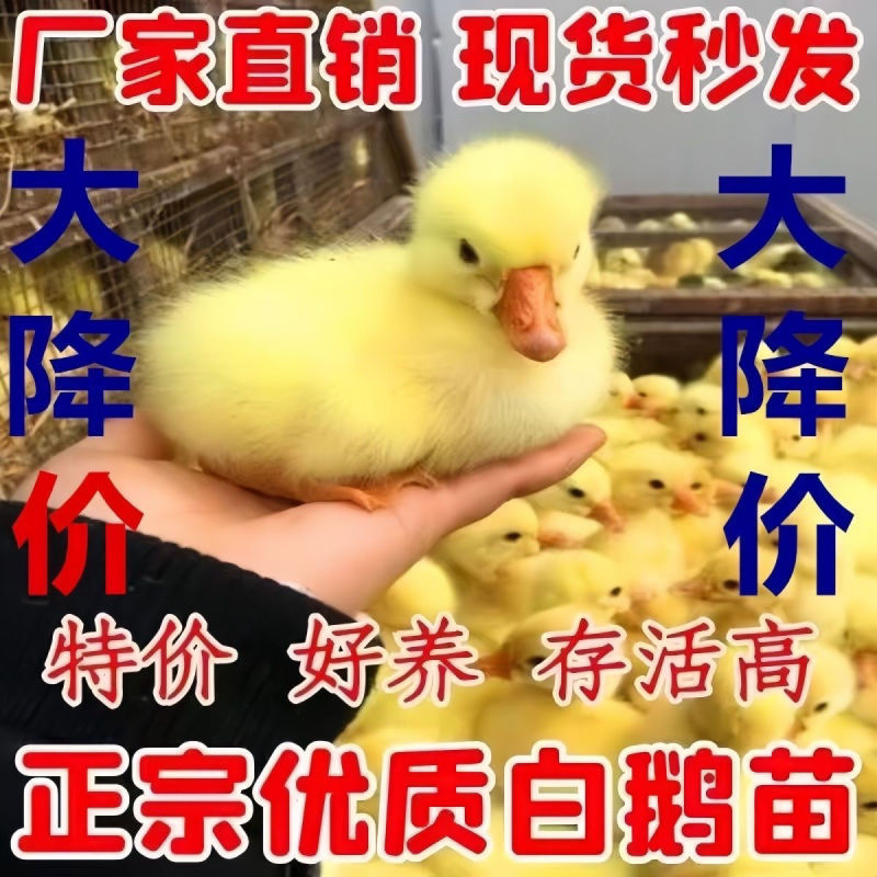 四季鹅苗泰州鹅苗大种白鹅苗品种齐全质量保证厂家直销包疫苗