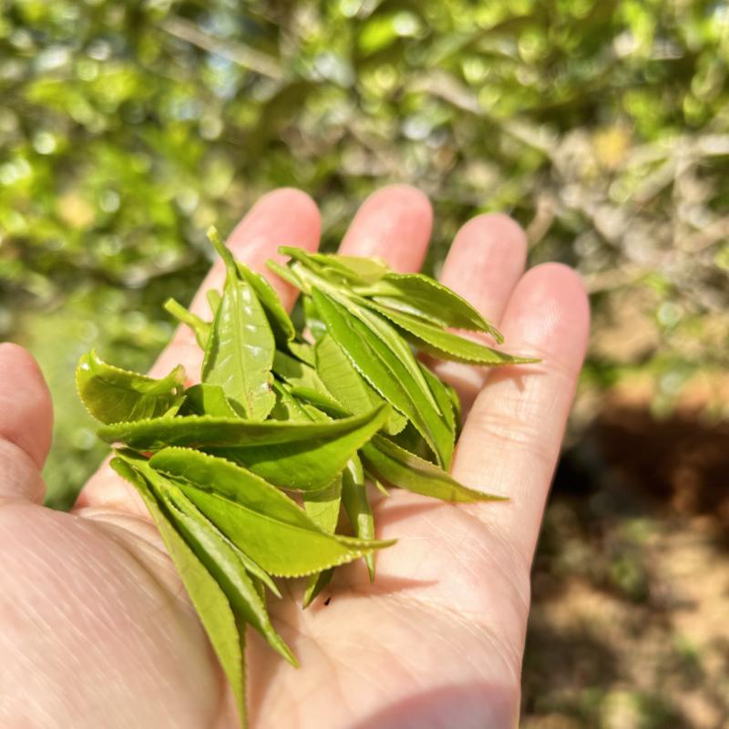 广西高山古树茶茶青红茶绿茶