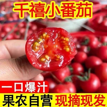 官方认证代办/千禧圣女果贝贝釜山88青甜2号小番茄小柿子