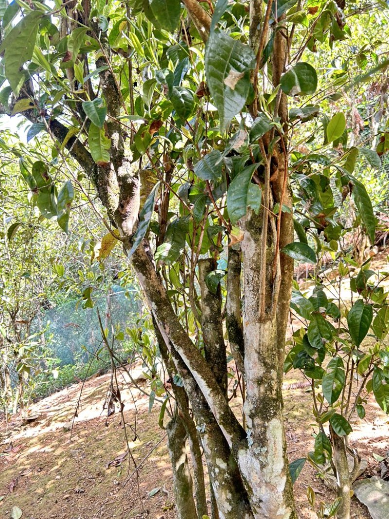 广西高山古树茶茶青红茶绿茶