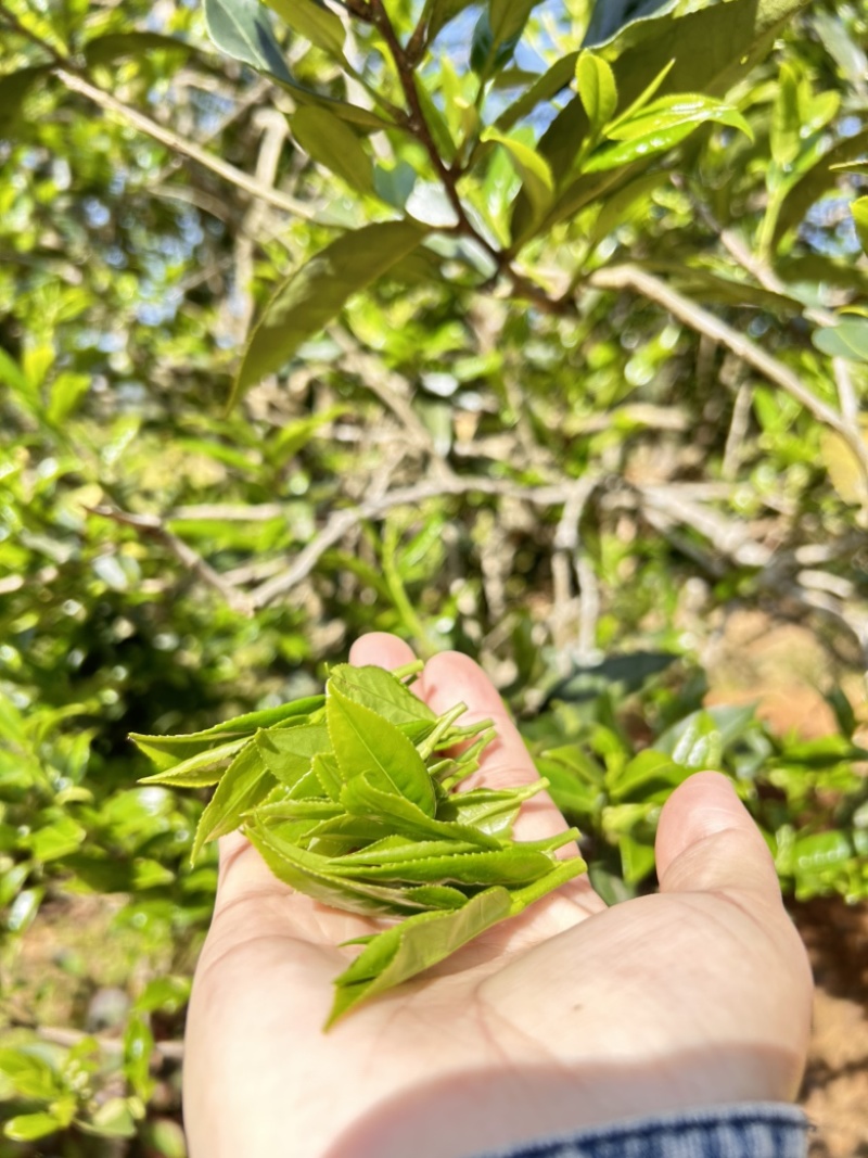广西高山古树茶茶青红茶绿茶