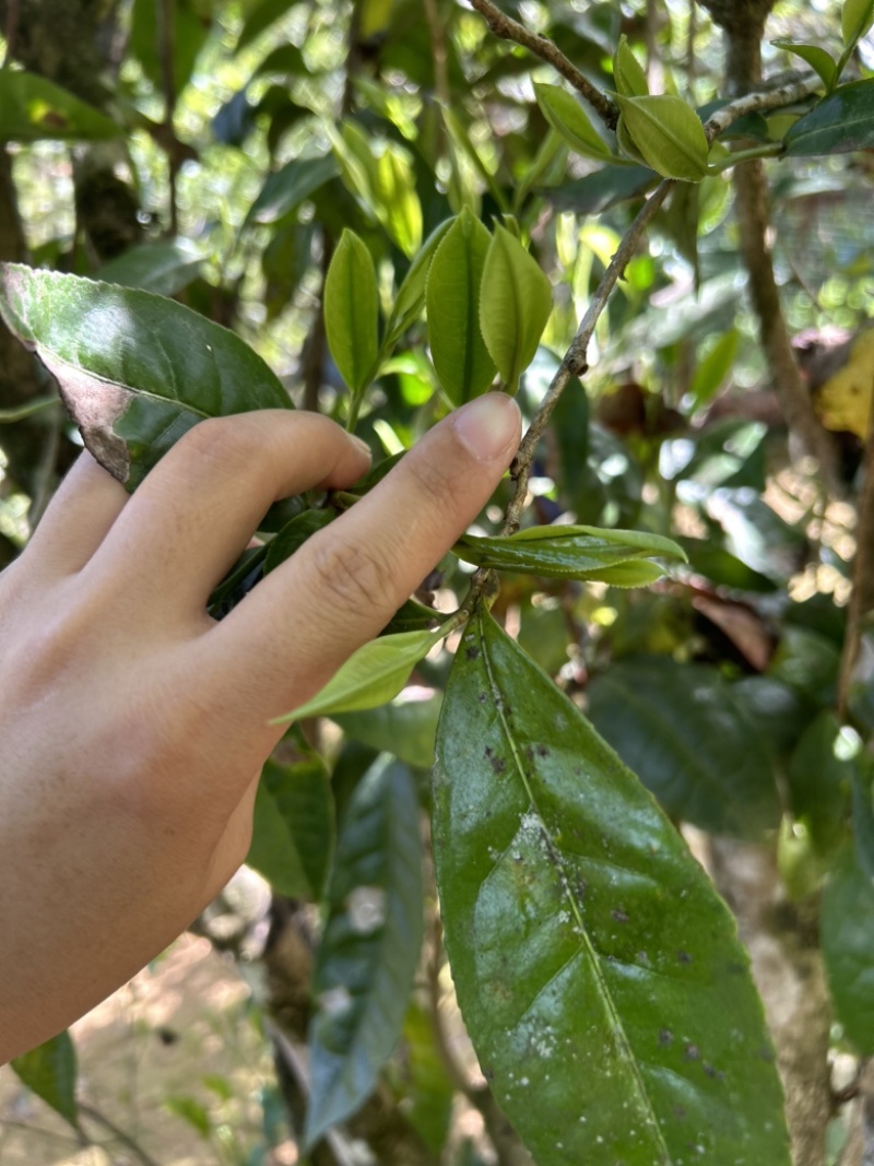 广西高山古树茶茶青红茶绿茶
