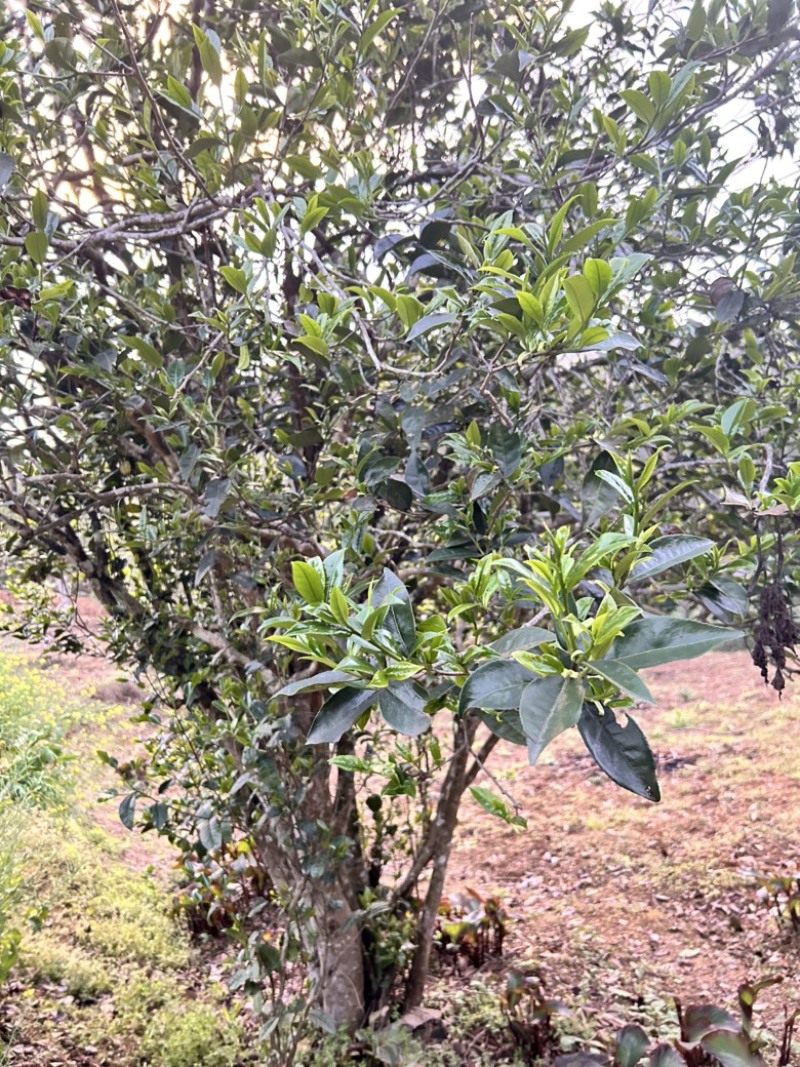 广西高山古树茶茶青红茶绿茶