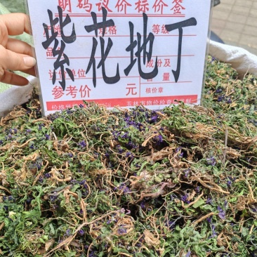 地丁，紫花地丁