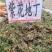 地丁，紫花地丁