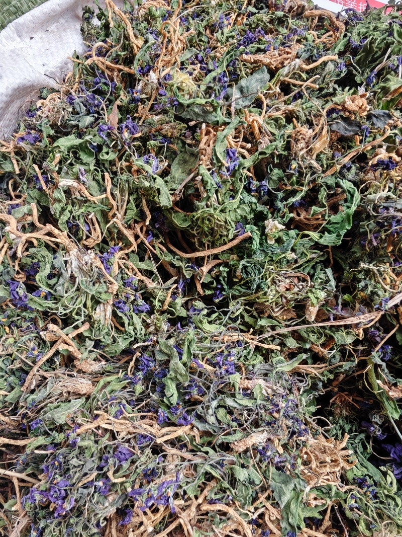 地丁，紫花地丁