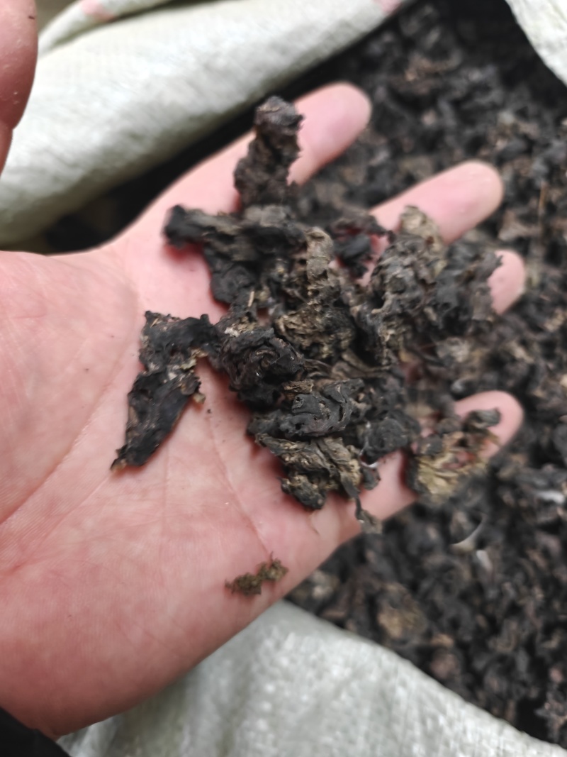 甘肃特产地皮菜，地软雷公菜，甘肃地达菜！基地直供品质优