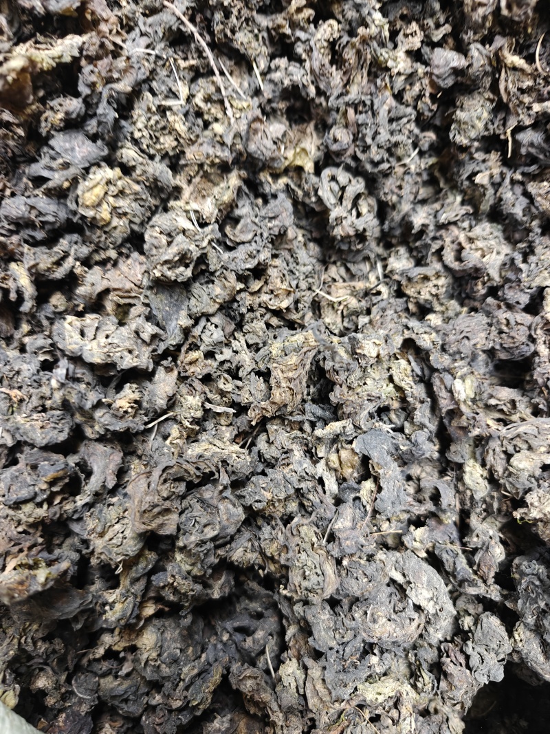 甘肃特产地皮菜，地软雷公菜，甘肃地达菜！基地直供品质优