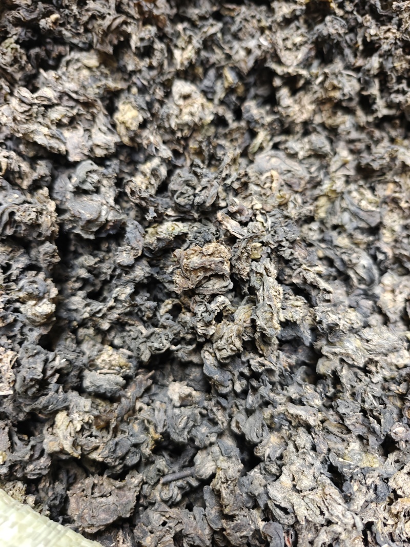 甘肃特产地皮菜，地软雷公菜，甘肃地达菜！基地直供品质优