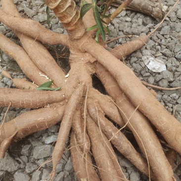 华南9号黄肉木薯现挖现发货煮糖水的绝配