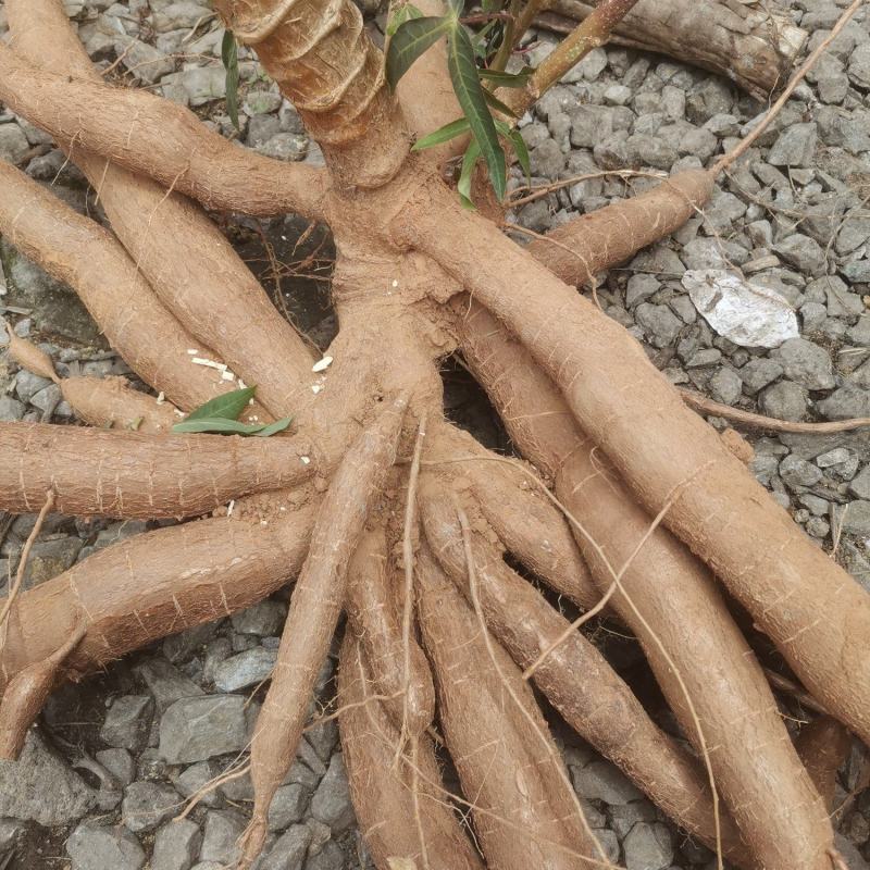 华南9号黄肉木薯现挖现发货煮糖水的绝配