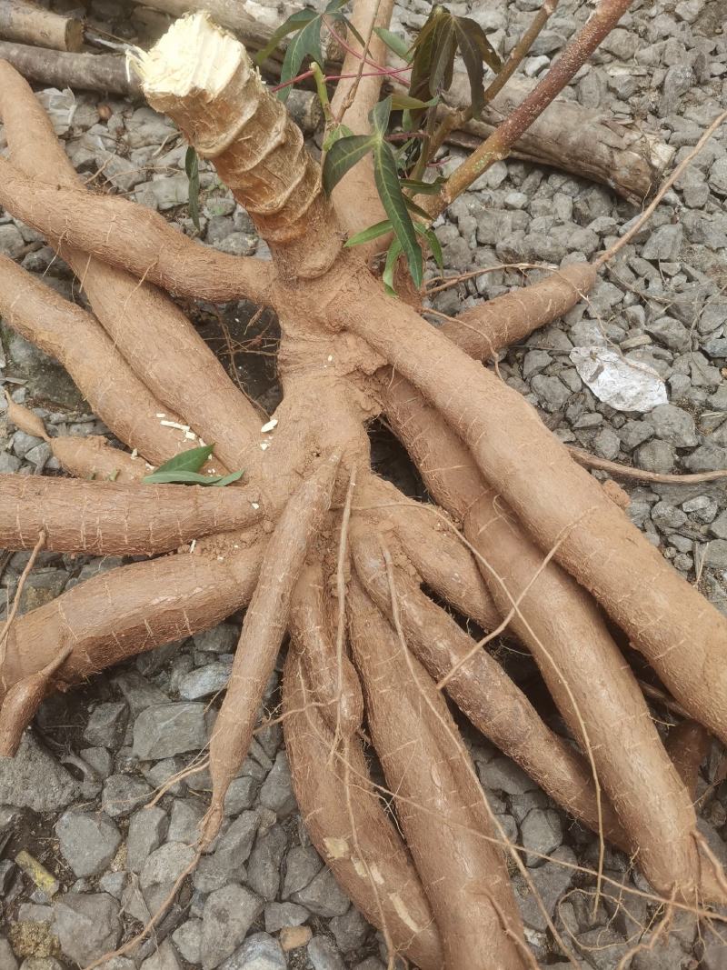 华南9号黄肉木薯现挖现发货煮糖水的绝配
