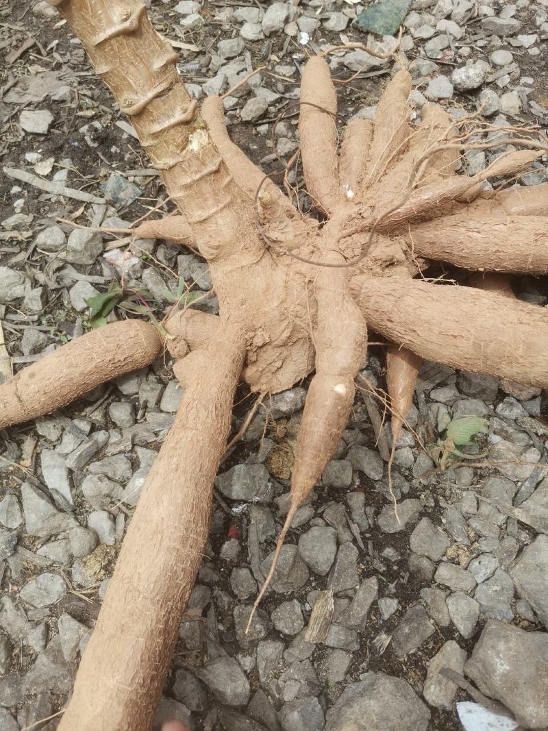 华南9号黄肉木薯现挖现发货煮糖水的绝配