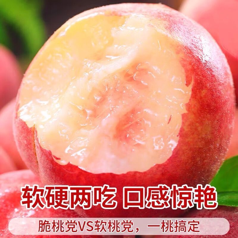 乐亭温室春雪桃大量现货上市中现摘现发一条龙服务诚信合作