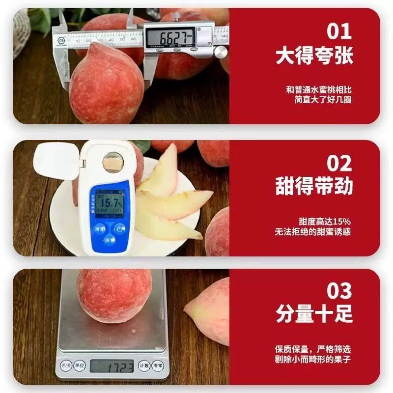 乐亭温室春雪桃大量现货上市中现摘现发一条龙服务诚信合作