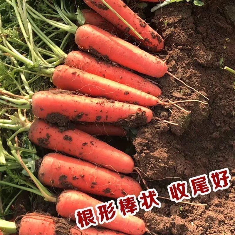 进口川崎七寸胡萝卜种子根型美观三红率高重300克春秋可播