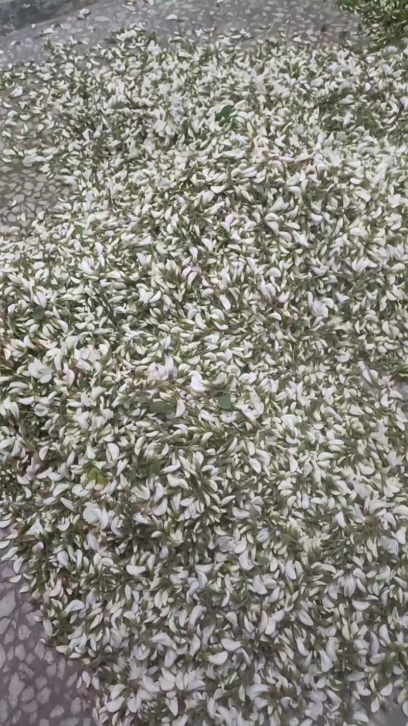 2025年槐花.新鲜野生槐花.自然生长.产地直供