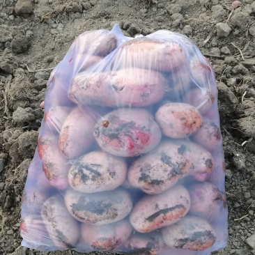 云南新货七彩土豆开挖中有需要的老板可以联系。