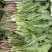 荠菜..野生荠菜.基地直供.品质保证.货源稳定供应