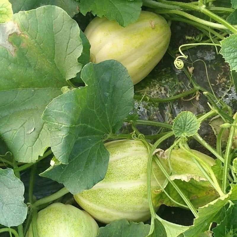 卡其香妃25F1甜瓜种子薄皮酥脆香甜高产抗病风味佳春夏秋
