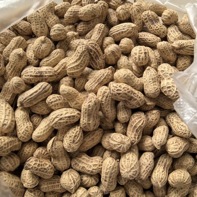 连丰白沙早熟花生种子抗旱涝密植薄壳油食兼用人工脱壳