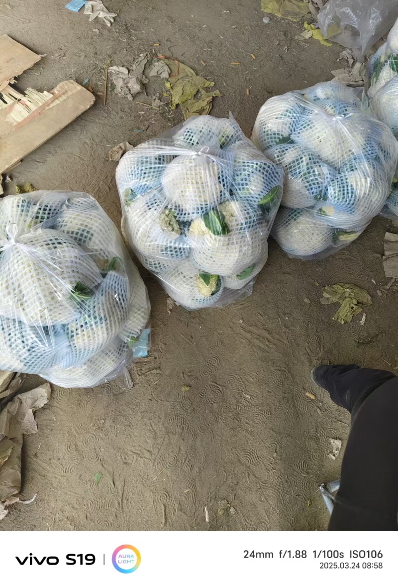 精品有机花菜大量上市，欢迎全国客商前来选购，代发