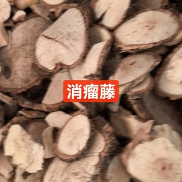 消瘤藤