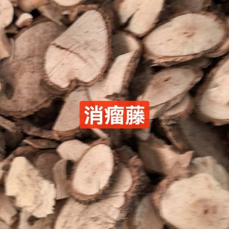 消瘤藤
