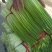 商丘精品白帽蒜薹，无泡水，干苔，长度80左右，代发全国。