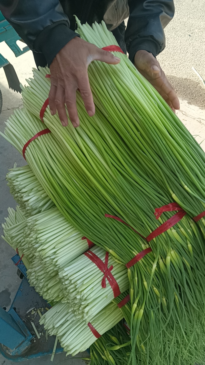 商丘精品白帽蒜薹，无泡水，干苔，长度80左右，代发全国。