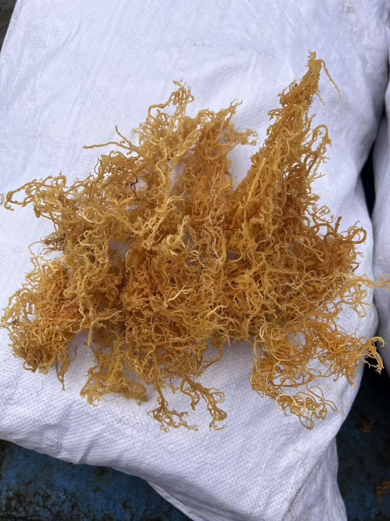 非洲进口天然石花菜
