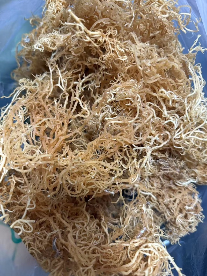 非洲进口天然石花菜