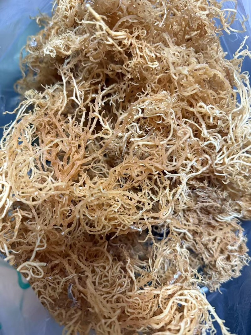 非洲进口天然石花菜