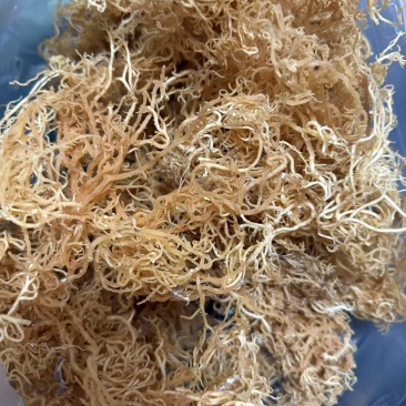 非洲进口天然石花菜