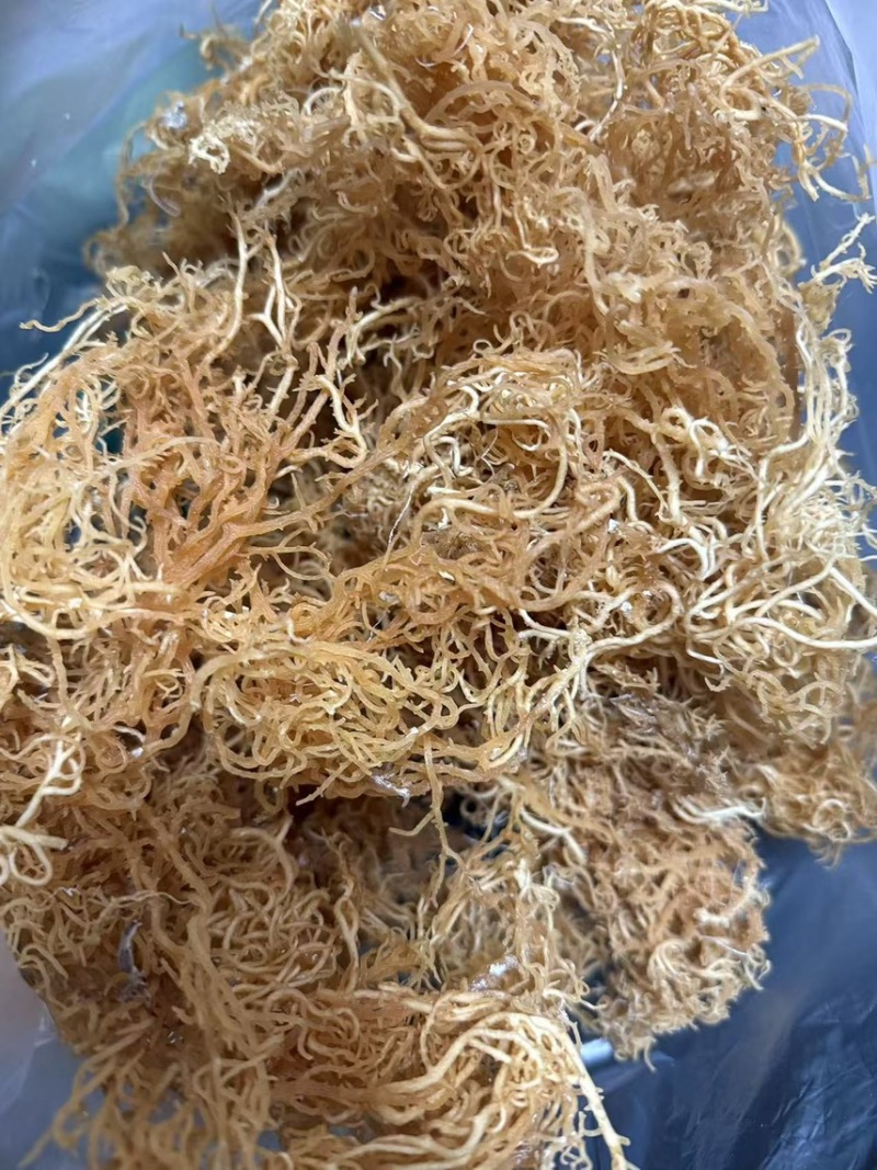 非洲进口天然石花菜