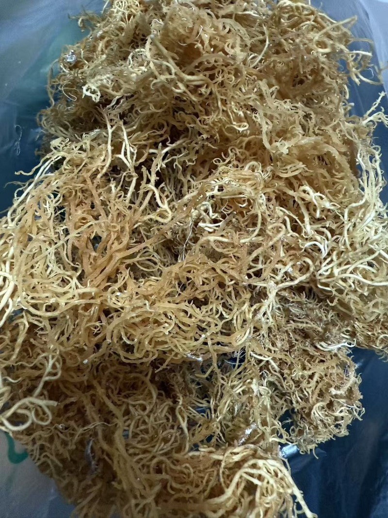 非洲进口天然石花菜