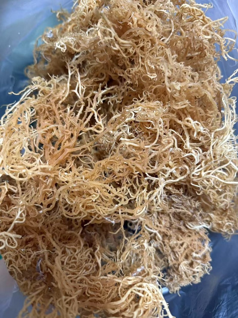 非洲进口天然石花菜