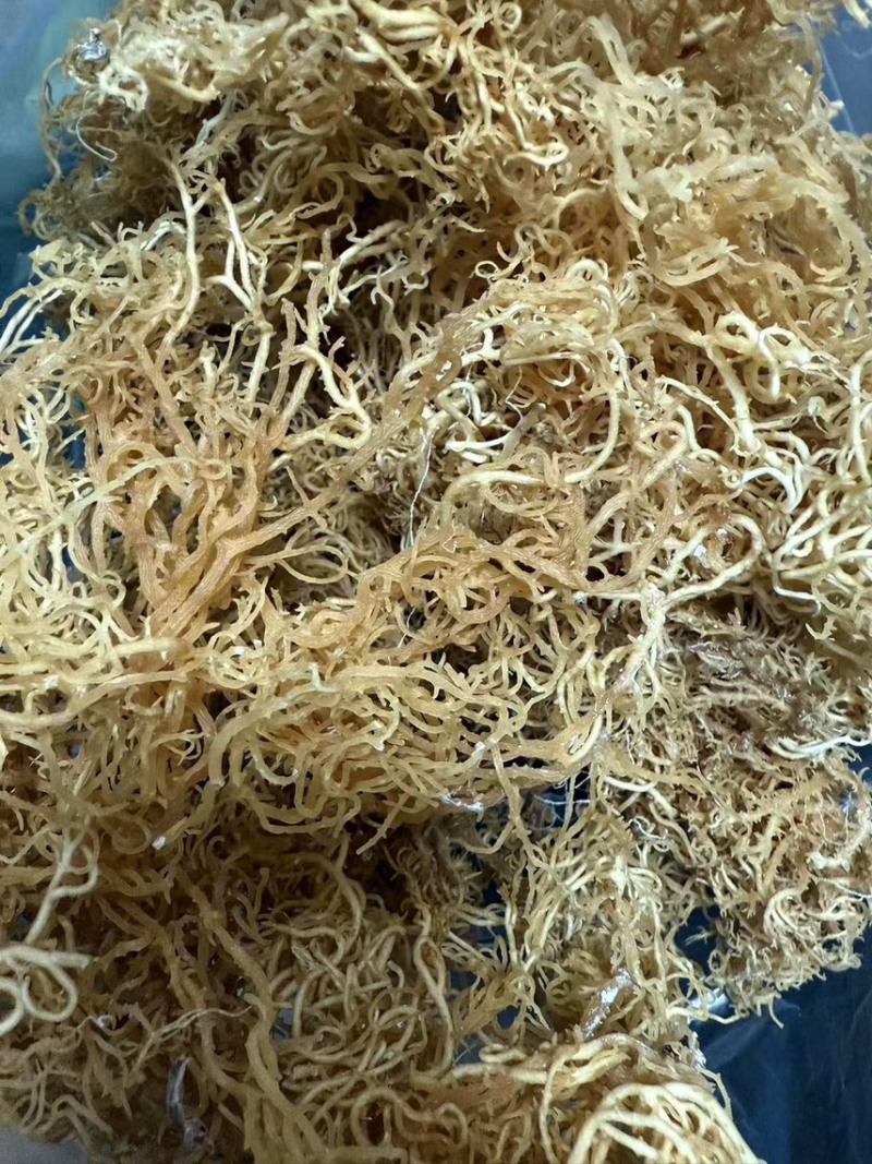 非洲进口天然石花菜