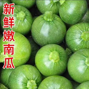 自家种植小嫩南瓜有需要的批发商家联系我价格优惠