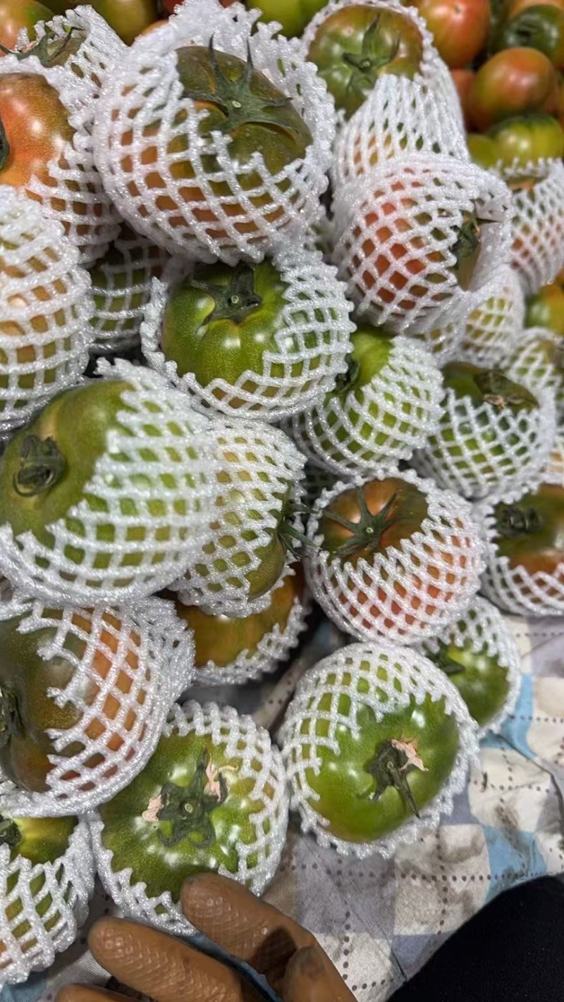 河南草莓番茄
