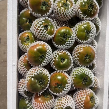 河南草莓番茄
