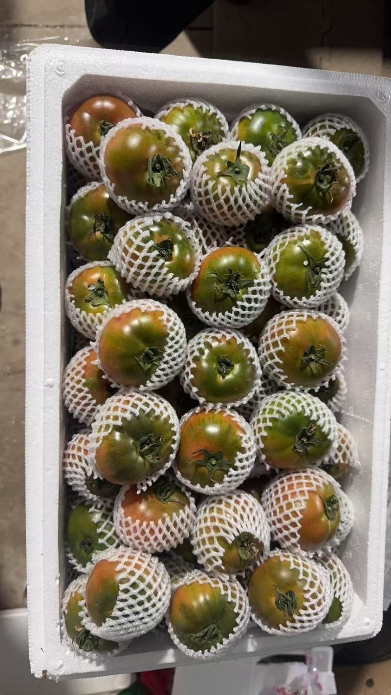 河南草莓番茄